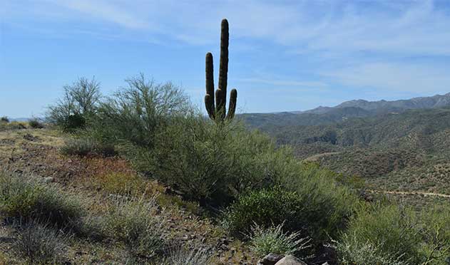 The foreground shows a cactus on a hilltop in a desert scene, surrounded by sage brush, wildflowers and small rocks. There are mountains in the background with a blue sky and this, wispy clouds overhead.