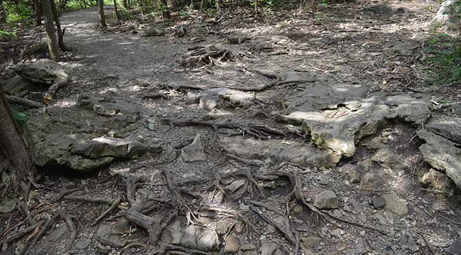 A nature trail with a gravel path from left upper to right lower in the picture. The path becomes very rocky and difficult to walk on at the bottom of the picture.