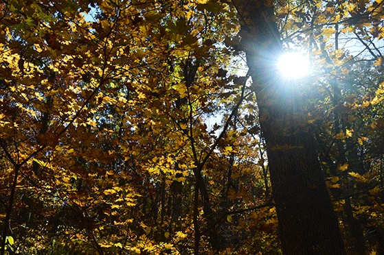 A forest scene in autumn. A tree trunk is in the right foreground with a sunburst peeking around the right side of the trunk, and multi-colored leaves scattered throughout the background.