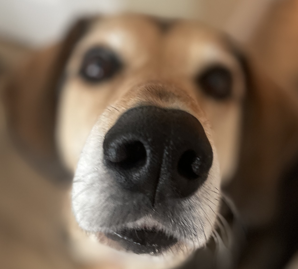Closeup of dog's face and nose.
