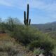 The foreground shows a cactus on a hilltop in a desert scene, surrounded by sage brush, wildflowers and small rocks. There are mountains in the background with a blue sky and this, wispy clouds overhead.