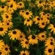 Closeup photo of a mass of Black-eyed Susan flowers.