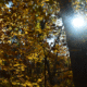 A forest scene in autumn. A tree trunk is in the right foreground with a sunburst peeking around the right side of the trunk, and multi-colored leaves scattered throughout the background.